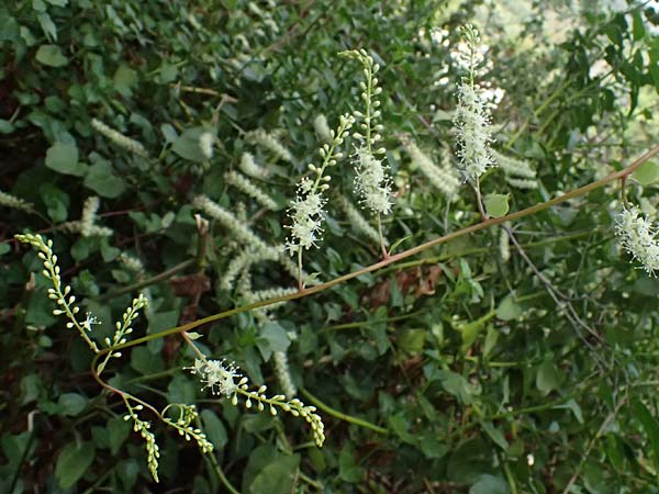 Anredera cordifolia \ Madeirawein, Basellkartoffel, I Liguria, Levanto 4.10.2023