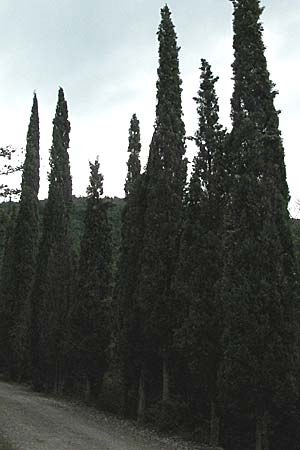 Cupressus sempervirens var. pyramidalis \ Sulen-Zypresse, Italienische Zypresse, I Passignano 1.6.2007