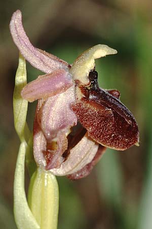 Ophrys exaltata subsp. arachnitiformis \ Spinnenähnliche Ragwurz / False Spider Orchid, I  Imperia 16.4.2001 