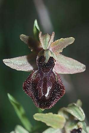 Ophrys exaltata subsp. arachnitiformis \ Spinnenähnliche Ragwurz / False Spider Orchid, I  Imperia 16.4.2001 