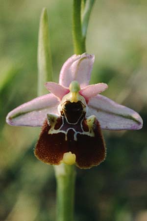 Ophrys appennina \ Appennin-Hummel-Ragwurz / Appennins Late Spider Bee Orchid, I  Abruzzen/Abruzzo Isernia 4.5.1989 