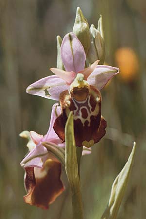 Ophrys apulica \ Apulische Ragwurz, I  Promontorio del Gargano, Mattinata 29.4.1985 