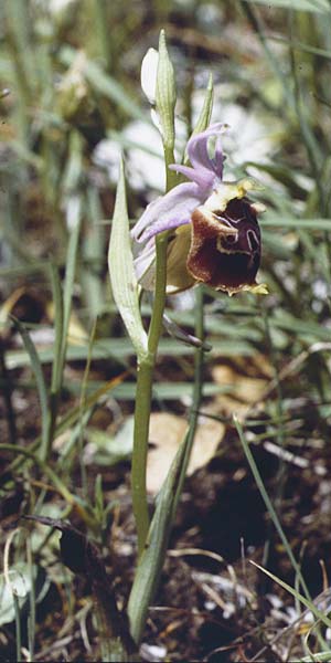 Ophrys apulica \ Apulische Ragwurz / Apulian Bee Orchid, I  Promontorio del Gargano, Mattinata 29.4.1985 