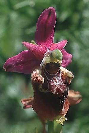 Ophrys apulica \ Apulische Ragwurz, I  Apulien, Martina Franca 11.5.1989 