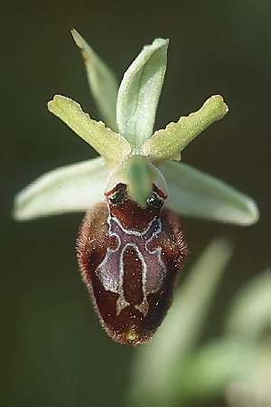 Ophrys exaltata subsp. archipelagi \ Adriatische Ragwurz / Adriatic Ophrys, I  Promontorio del Gargano, Mattinata 9.4.1998 