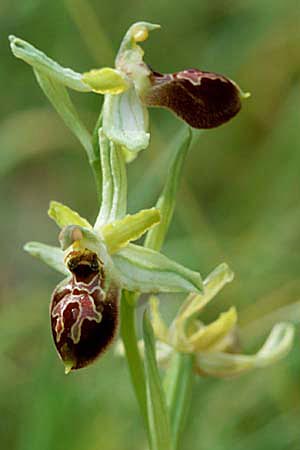 Ophrys exaltata subsp. archipelagi \ Adriatische Ragwurz / Adriatic Ophrys, I  Promontorio del Gargano, Mattinata 9.4.1998 