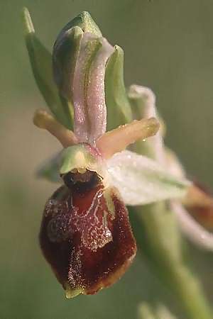 Ophrys exaltata subsp. archipelagi \ Adriatische Ragwurz / Adriatic Ophrys, I  Promontorio del Gargano, Mattinata 26.4.2003 