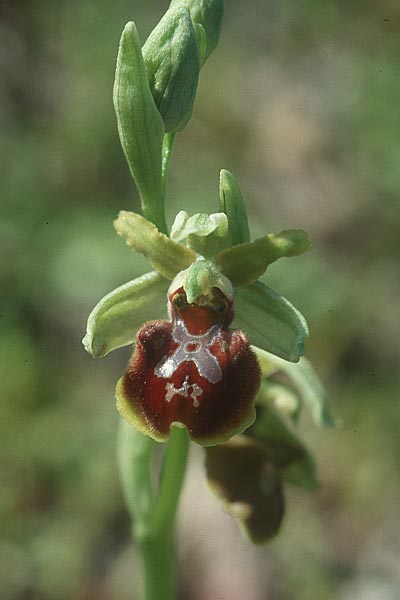 Ophrys argentaria \ Monte-Argentario-Ragwurz / Monte Argentario Orchid, I  Toscana, Talamone 28.3.1998 