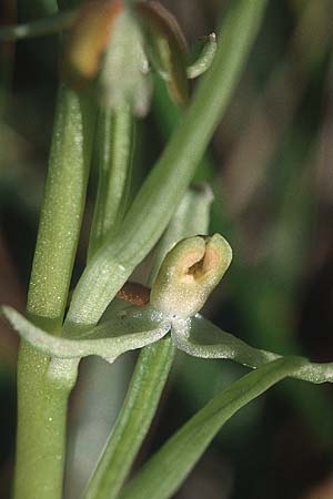 Ophrys argentaria deformation \ Monte-Argentario-Ragwurz / Monte Argentario Orchid (Pelorie, radiär-symmetrisch / peloria, radial symmetrical blossom), I  Monte Argentario 12.4.2000 