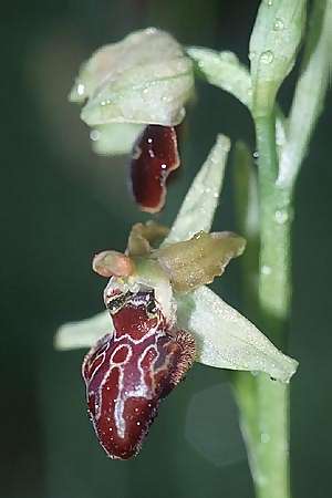 Ophrys argentaria \ Monte-Argentario-Ragwurz / Monte Argentario Orchid, I  Toscana, Castagneto 21.4.2003 