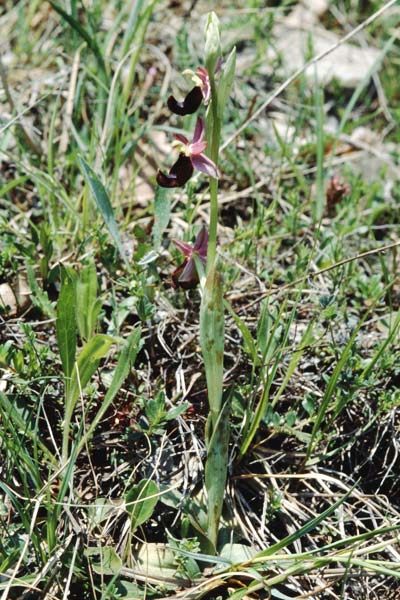 Ophrys aurelia \ Via-Aurelia-Ragwurz / Via Aurelia Orchid, I  Ligur.Appennin, Bore 18.5.1996 