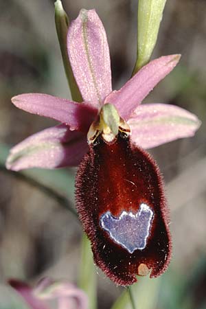 Ophrys aurelia \ Via-Aurelia-Ragwurz / Via Aurelia Orchid, I  Ligur.Appennin, Bore 12.5.2001 