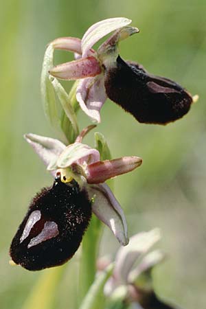 Ophrys benacensis \ Gardasee-Ragwurz / Lake Garda Bee Orchid, I  Gardasee, Limone /  Lago del Benaco, Limone 9.5.1986 