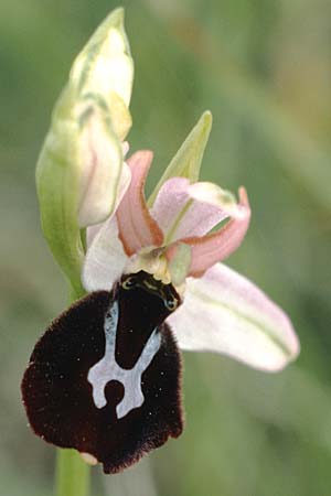 Ophrys benacensis \ Gardasee-Ragwurz / Lake Garda Bee Orchid, I  Gardasee, Torri del Benaco /  Lago del Benaco, Torri del Benaco 10.5.1986 