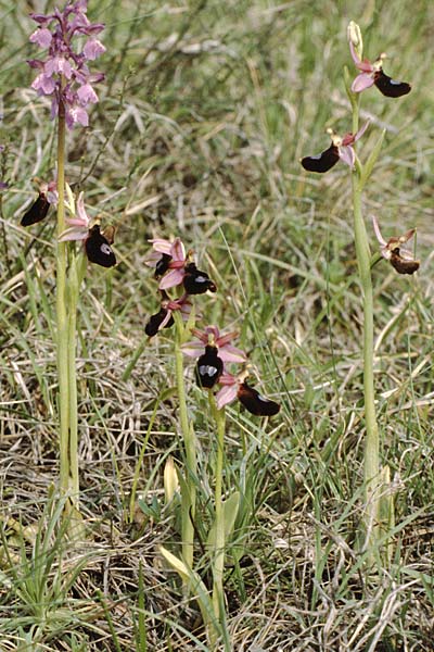 Ophrys benacensis \ Gardasee-Ragwurz, I  Gardasee, Torri del Benaco 10.5.1986 