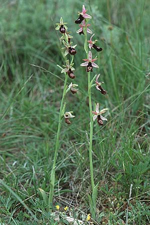 Ophrys benacensis \ Gardasee-Ragwurz / Lake Garda Bee Orchid, I  Gardasee, Torri del Benaco /  Lago del Benaco, Torri del Benaco 18.5.1996 