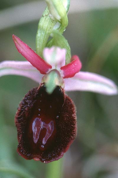 Ophrys benacensis \ Gardasee-Ragwurz, I  Gardasee, Torri del Benaco 15.4.2000 