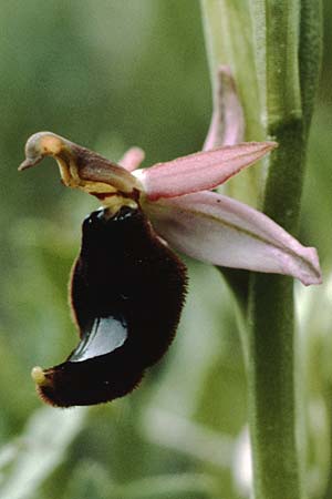Ophrys bertolonii \ Bertolonis Ragwurz, Vöglein-Ragwurz / Bertoloni's Bee Orchid, I  Toscana, Monticello Amiata 1.5.1989 