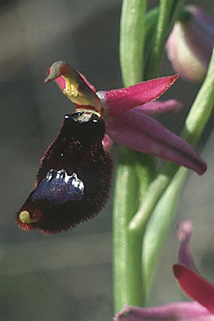 Ophrys bertolonii \ Bertolonis Ragwurz, Vöglein-Ragwurz / Bertoloni's Bee Orchid, I  Abruzzen/Abruzzo Isernia 4.5.1989 