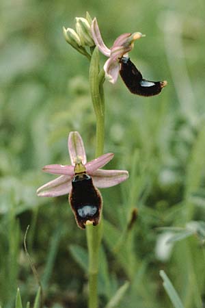 Ophrys bertolonii \ Bertolonis Ragwurz, Vöglein-Ragwurz / Bertoloni's Bee Orchid, I  Prov.Potenza, San Martino d'Agri 7.5.1989 