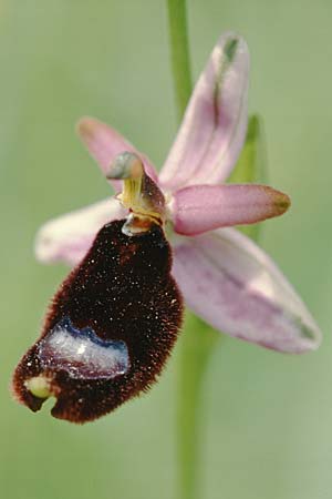 Ophrys bertolonii \ Bertolonis Ragwurz, Vöglein-Ragwurz / Bertoloni's Bee Orchid, I  Latium/Lazio, Torre Alfina 2.6.2002 
