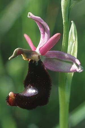 Ophrys bertolonii \ Bertolonis Ragwurz, Vöglein-Ragwurz / Bertoloni's Bee Orchid, I  Emilia Romagna, Rioveggio 15.5.2004 