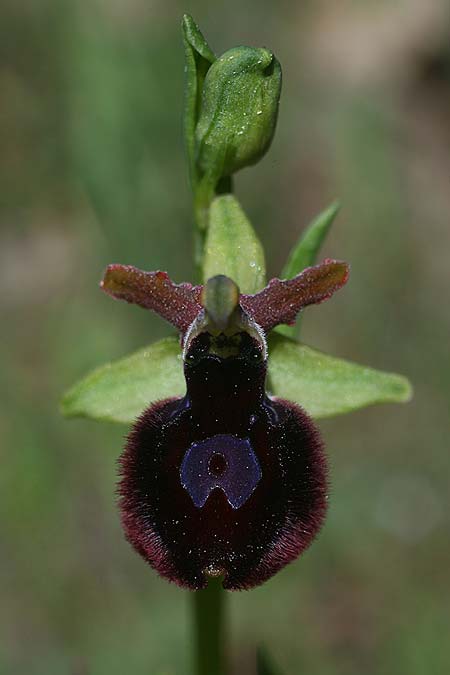 Ophrys bertolonii x gravinensis, I   Apulien/Puglia, Gravina 25.4.2019 (Photo: Helmut Presser)