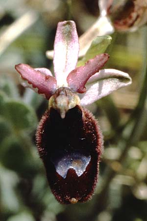 Ophrys bertoloniiformis \ Vöglein-ähnliche Ragwurz, I  Promontorio del Gargano, Monte S. Angelo 1.5.1985 