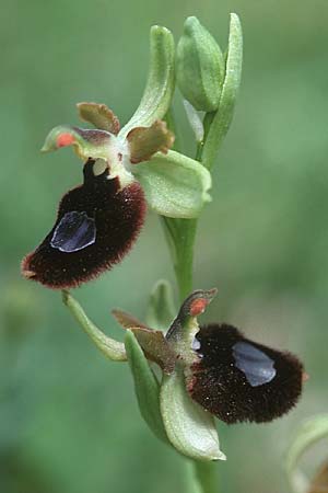 Ophrys bertoloniiformis \ Vöglein-ähnliche Ragwurz, I  Promontorio del Gargano, Monte S. Angelo 11.4.1998 
