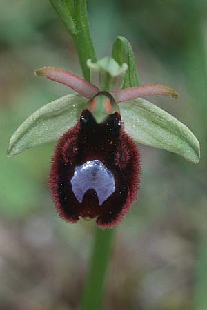 Ophrys bertoloniiformis \ Vöglein-ähnliche Ragwurz (mit kräftigen Höckern), I  Promontorio del Gargano, Monte S. Angelo 11.4.1998 