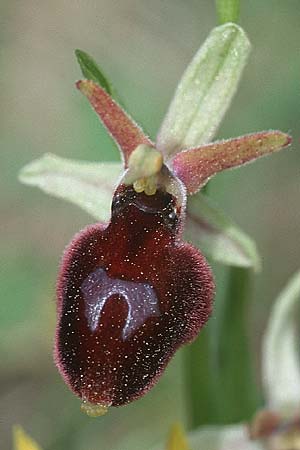 Ophrys bertoloniiformis \ Vöglein-ähnliche Ragwurz, I  Promontorio del Gargano, Monte S. Angelo 11.4.1998 