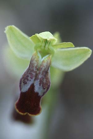 Ophrys bilunulata / Double-Crescent Bee Orchid, I  Promontorio del Gargano, Mattinata 10.4.1998 