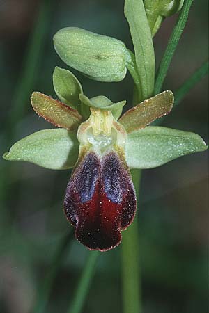 Ophrys sulcata \ Gefurchte Braune Ragwurz / Furrowed Dull Orchid, I  Ligur.Appennin, Bore 12.5.2001 