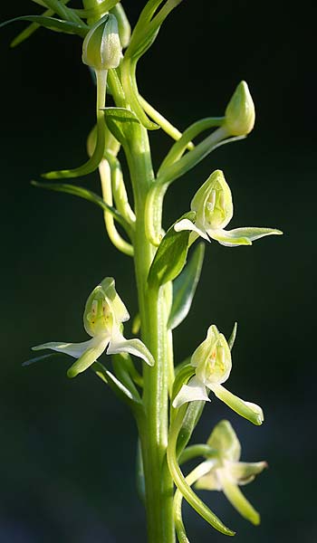 Platanthera bifolia subsp. osca \ Osca-Waldhyazinthe, I  Monte Pollino Ost 4.6.2015 (Photo: Helmut Presser)