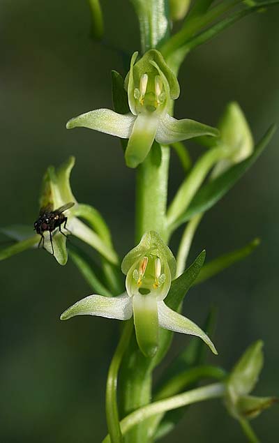 Platanthera bifolia subsp. osca \ Osca-Waldhyazinthe / Osca Butterfly Orchid, I  Monte Pollino Ost/East 4.6.2015 (Photo: Helmut Presser)