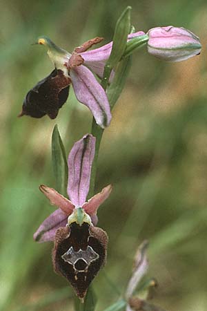 Ophrys biscutella \ Brillen-Ragwurz / Shield Orchid, I  Promontorio del Gargano, Vieste 30.4.1985 