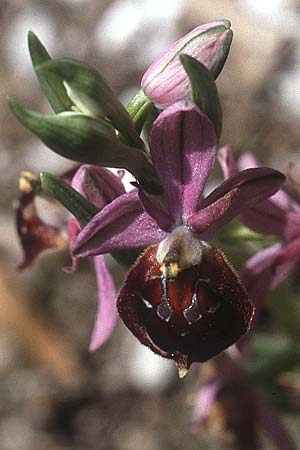 Ophrys biscutella \ Brillen-Ragwurz / Shield Orchid, I  Promontorio del Gargano, Mattinata 30.4.1985 
