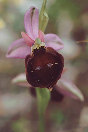 Ophrys biscutella \ Brillen-Ragwurz / Shield Orchid, I  Promontorio del Gargano, Monte S. Angelo 12.5.1989 