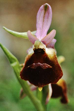 Ophrys biscutella \ Brillen-Ragwurz, I  Promontorio del Gargano, Monte S. Angelo 12.5.1989 
