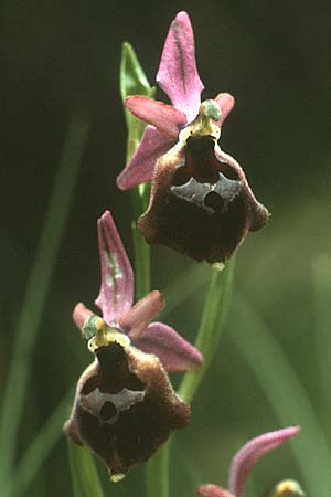 Ophrys biscutella \ Brillen-Ragwurz, I  Promontorio del Gargano, Monte S. Angelo 12.5.1989 