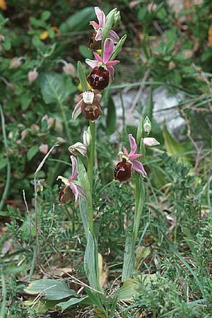 Ophrys biscutella \ Brillen-Ragwurz, I  Promontorio del Gargano, Monte S. Angelo 11.4.1998 