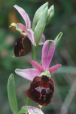 Ophrys biscutella \ Brillen-Ragwurz, I  Promontorio del Gargano, Monte S. Angelo 11.4.1998 
