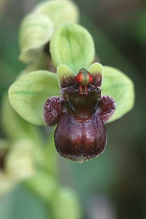 Ophrys bombyliflora \ Bremsen-Ragwurz, Drohnen-Ragwurz / Bumble Bee Orchid, I  Lecce 15.4.1999 