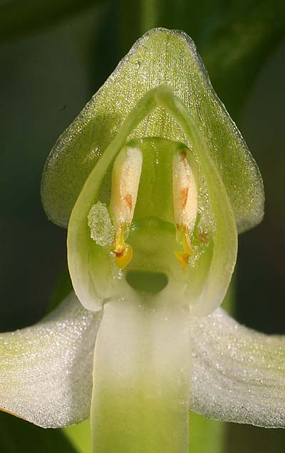 Platanthera bifolia subsp. osca \ Osca-Waldhyazinthe / Osca Butterfly Orchid, I  Monte Pollino Ost/East 4.6.2015 (Photo: Helmut Presser)