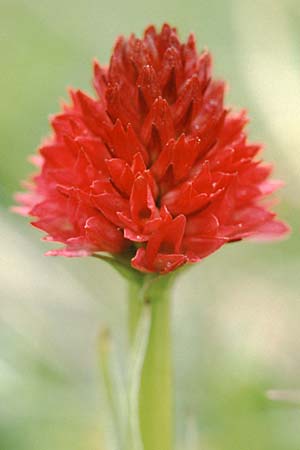 Nigritella buschmanniae \ Brenta-Kohlröschen / Buschmann's Vanilla Orchid, I  Madonna di Campiglio 11.7.1999 