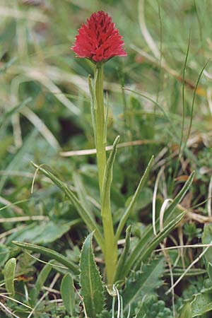 Nigritella buschmanniae \ Brenta-Kohlröschen / Buschmann's Vanilla Orchid, I  Madonna di Campiglio 11.7.1999 