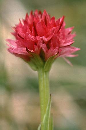 Nigritella buschmanniae \ Brenta-Kohlröschen / Buschmann's Vanilla Orchid, I  Madonna di Campiglio 11.7.1999 