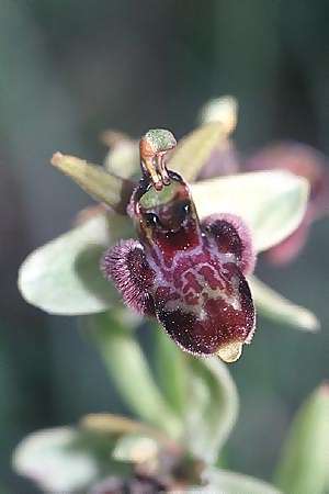 Ophrys bertoloniiformis x bombyliflora, I   Promontorio del Gargano, San Salvator 25.4.2003 
