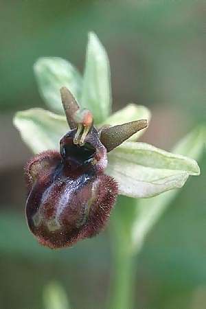 Ophrys bombyliflora x incubacea, I   Ostuni 24.4.2003 