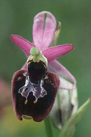 Ophrys bertolonii x appennina, I   Majella, Passo San Leonardo 8.6.2002 